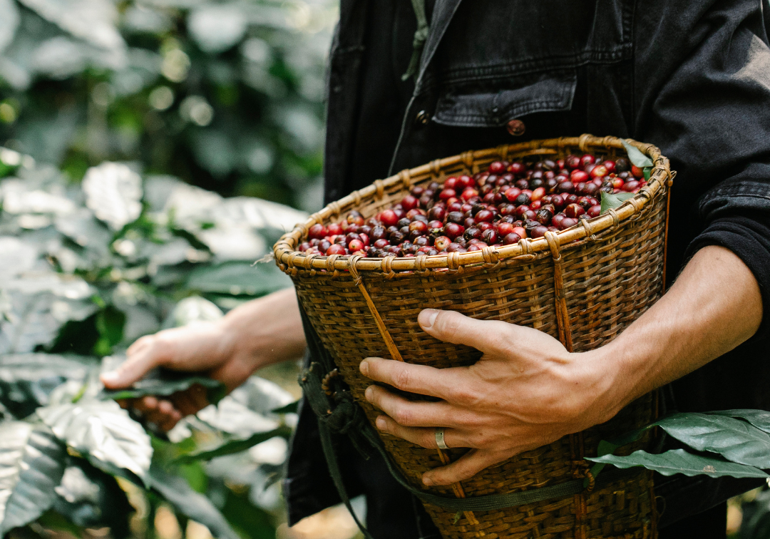 From Light to Dark The Journey of Coffee Roasts Explained