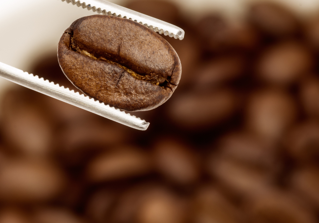 Discover the Roast Spectrum:  Light, Medium & Dark Coffee